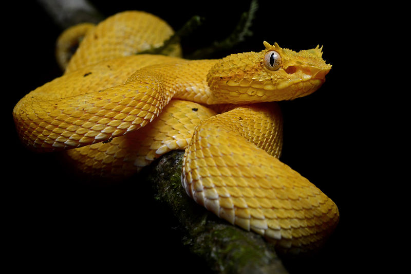 Eyelash viper (Bothriechis nigroadspersus). Photo by Geoff Gallice
